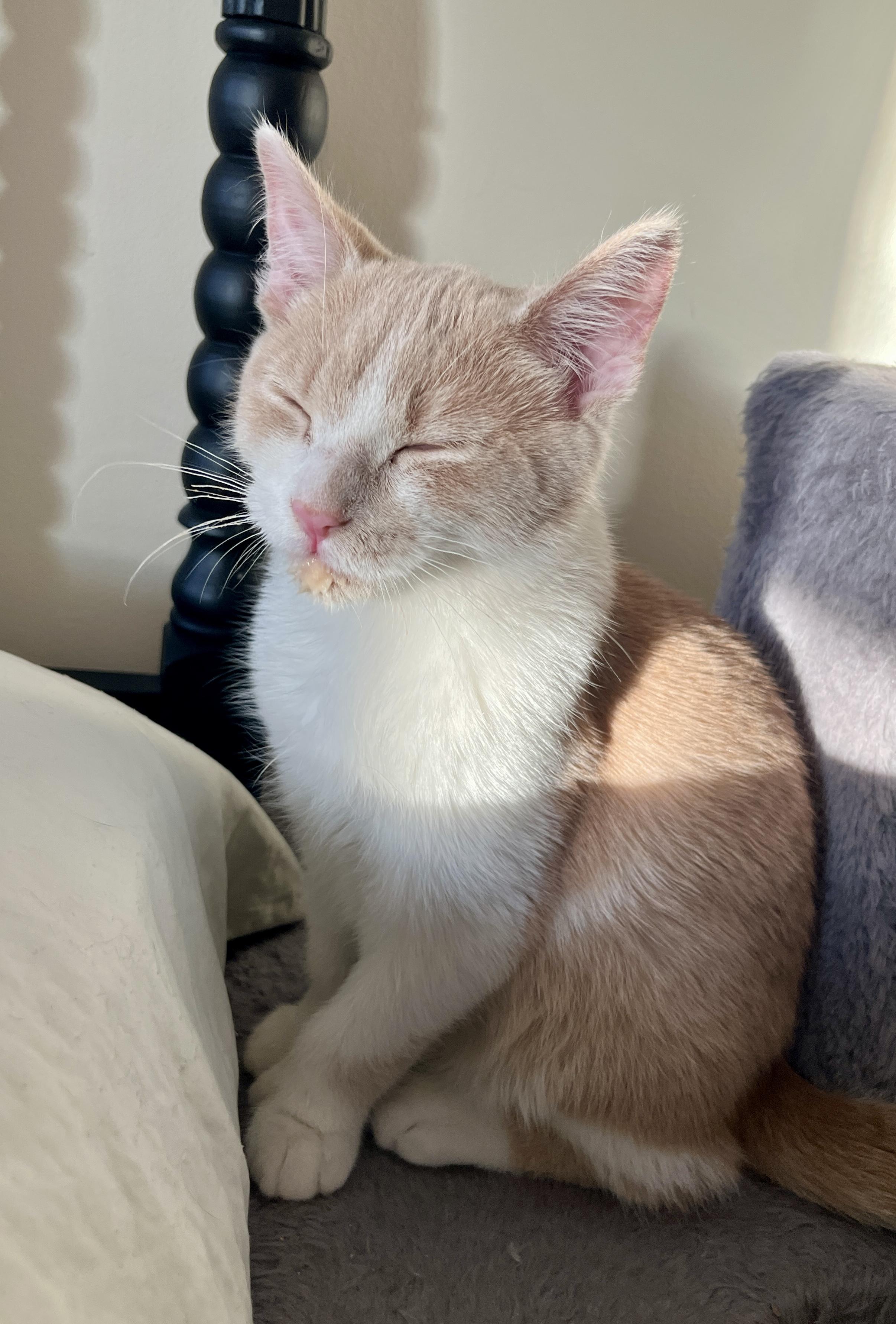 Enlarge Loki, an adoptable Domestic Short Hair in Minneapolis, MN image 5/5