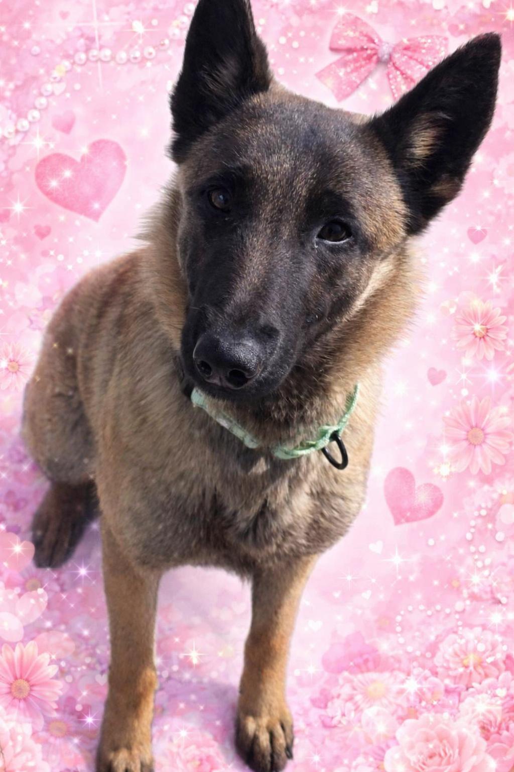 Fiona - 29286, ADOPTABLE, Adult Female Belgian Shepherd / Malinois.