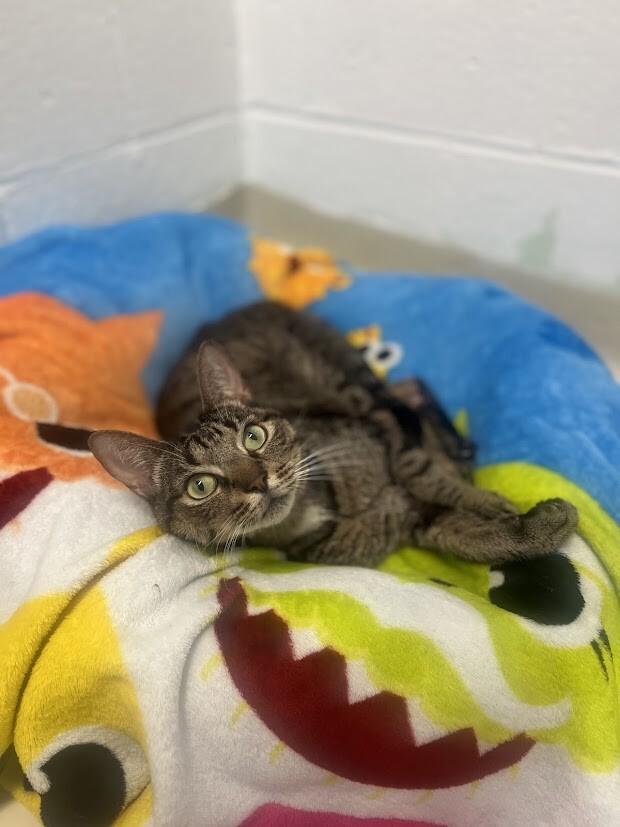 Enlarge Pablo, a Adoptable Domestic Short Hair in Colonial Heights, VA image 1/1