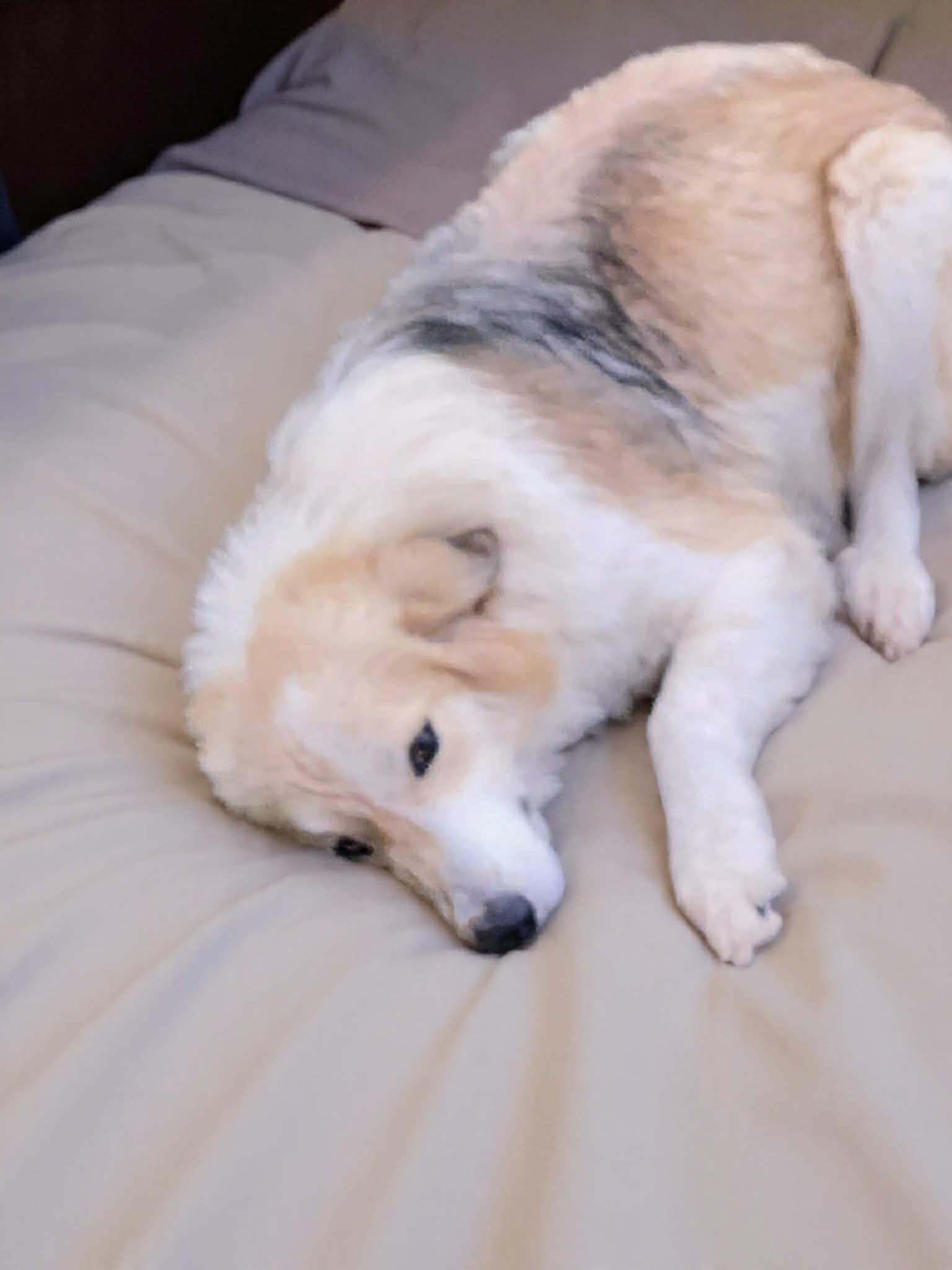 Sophie Sister, Adoptable, Puppy Female Collie.