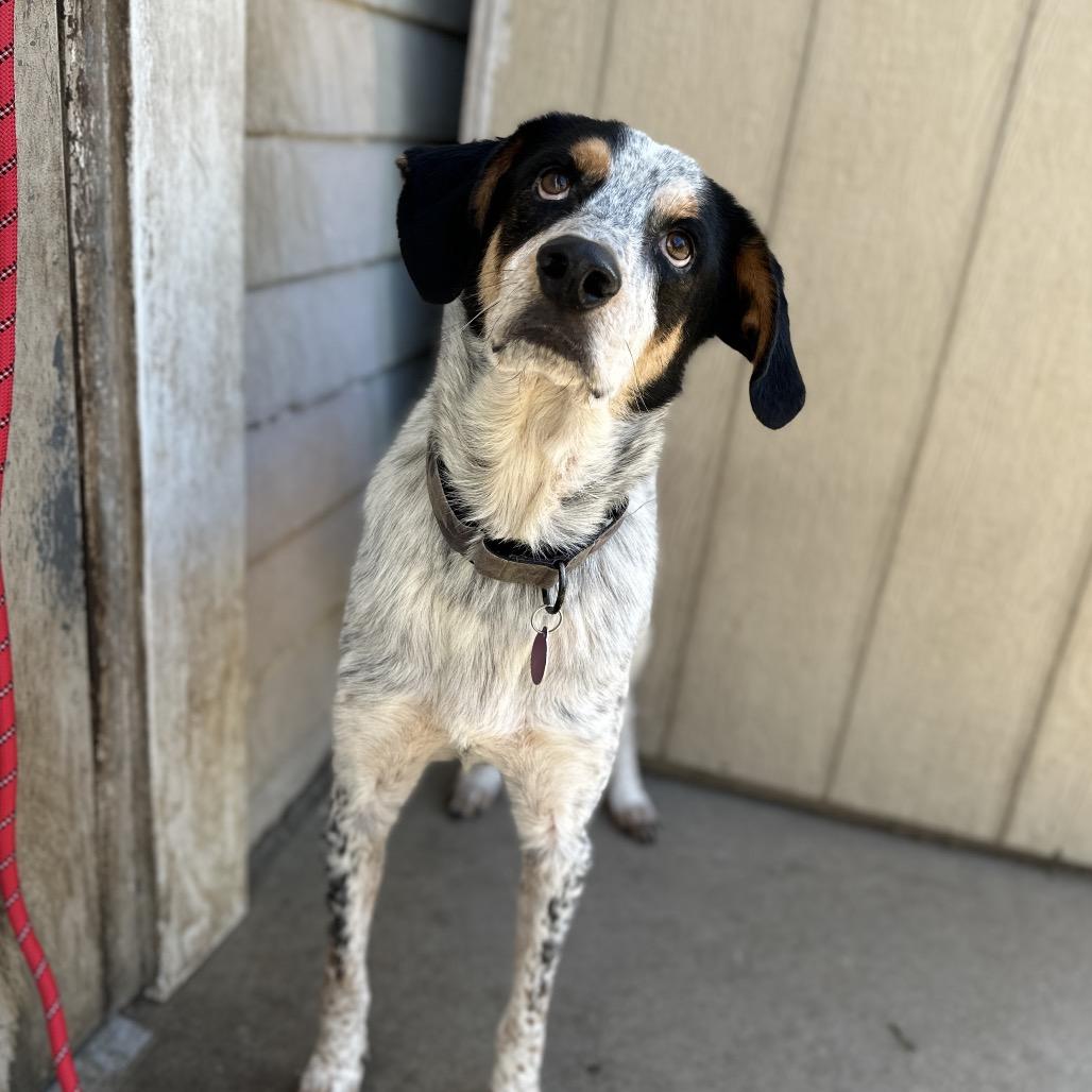 Bo, a Adoptable Coonhound in Lake Jackson, TX image 1/6