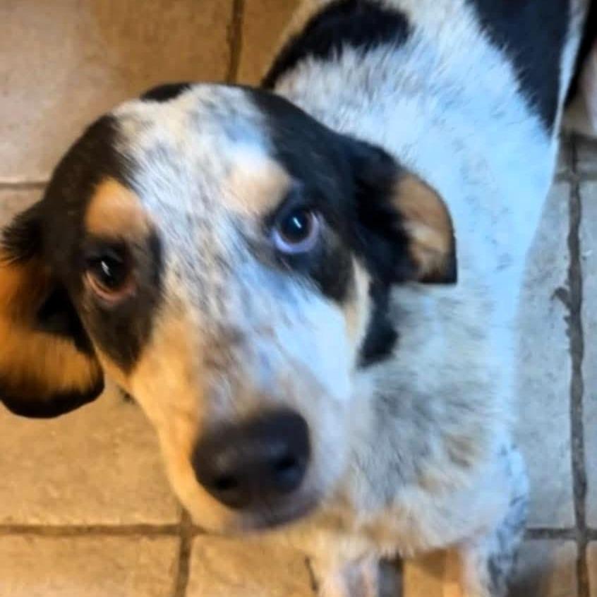 Bo, a Adoptable Coonhound in Lake Jackson, TX image 2/6