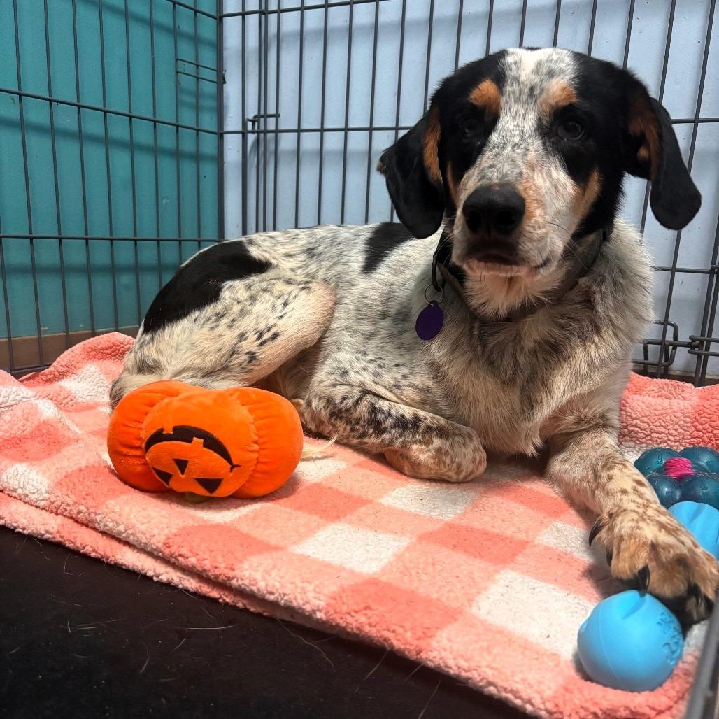 Bo, a Adoptable Coonhound in Lake Jackson, TX image 3/6