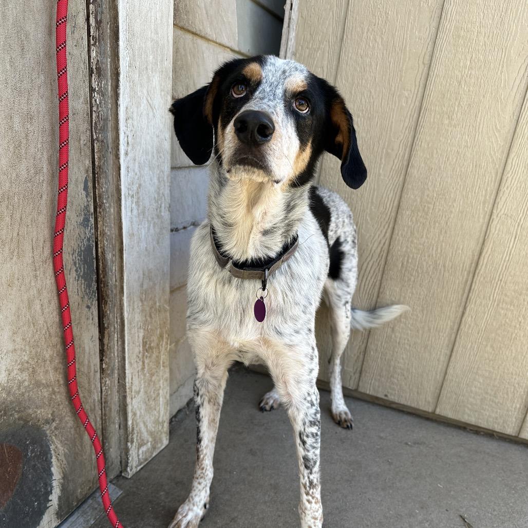 Bo, a Adoptable Coonhound in Lake Jackson, TX image 5/6