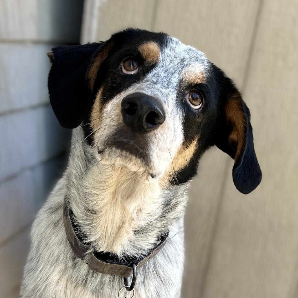 Bo, a Adoptable Coonhound in Lake Jackson, TX image 6/6