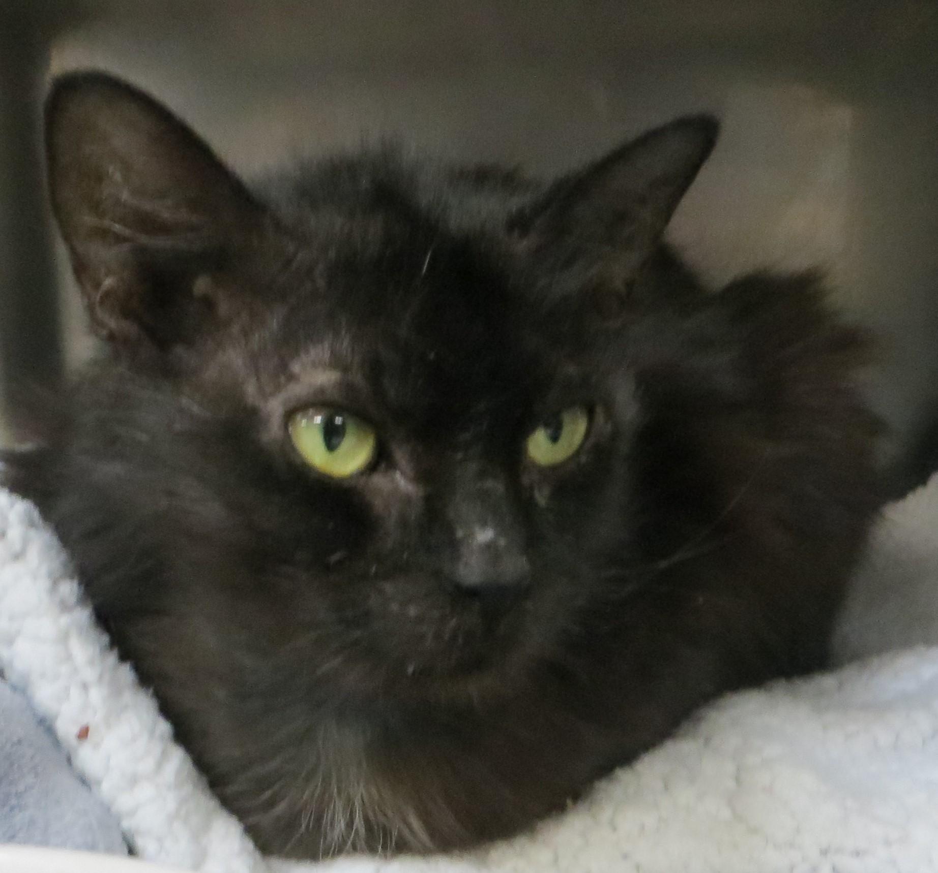 Enlarge WYLIE (Adoption Pending), a ADOPTABLE Domestic Medium Hair in Taunton, MA image 1/4
