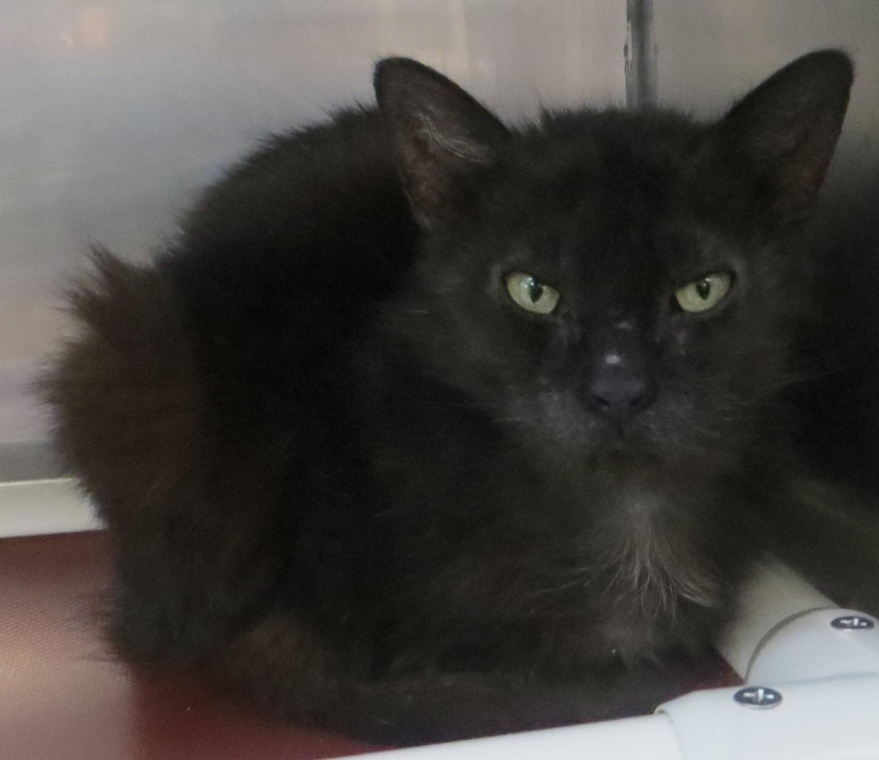 Enlarge WYLIE, a ADOPTABLE Domestic Medium Hair in Taunton, MA image 2/5
