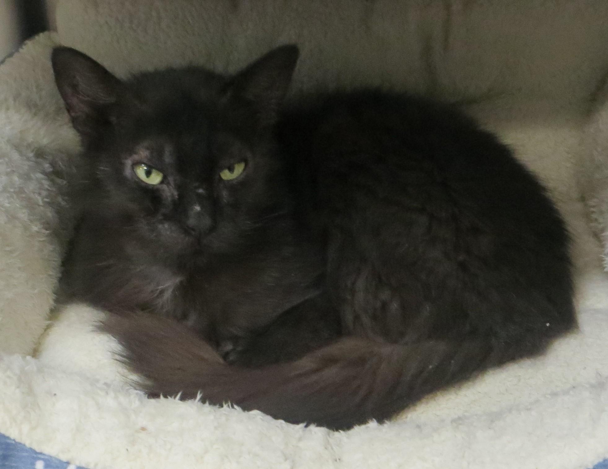 WYLIE, ADOPTABLE, Adult Female Domestic Medium Hair.