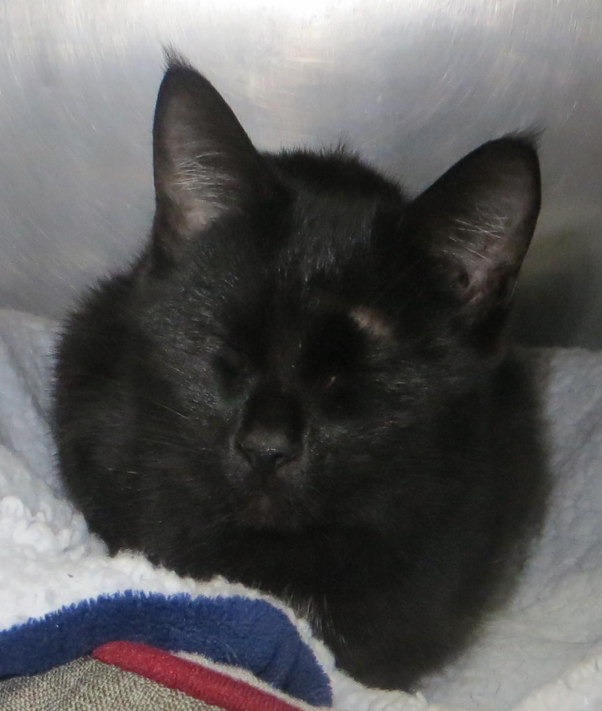 Enlarge WYLIE, a ADOPTABLE Domestic Medium Hair in Taunton, MA image 4/5