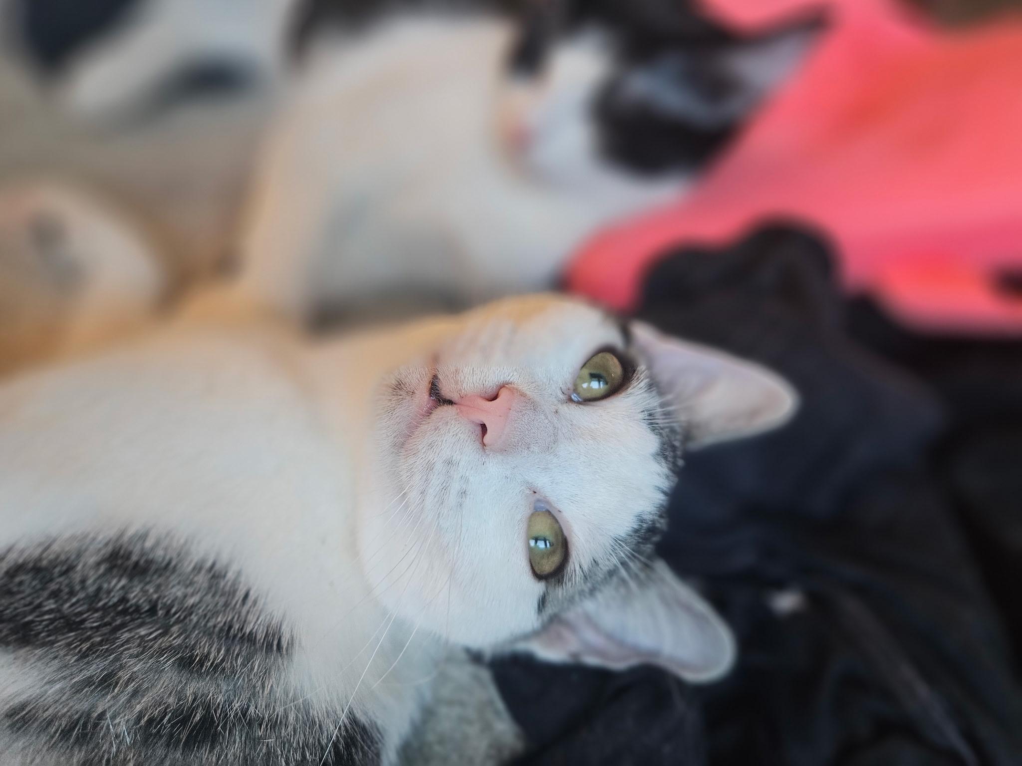 Enlarge Maggie, a Adopted Domestic Short Hair in Pearland, TX image 3/6