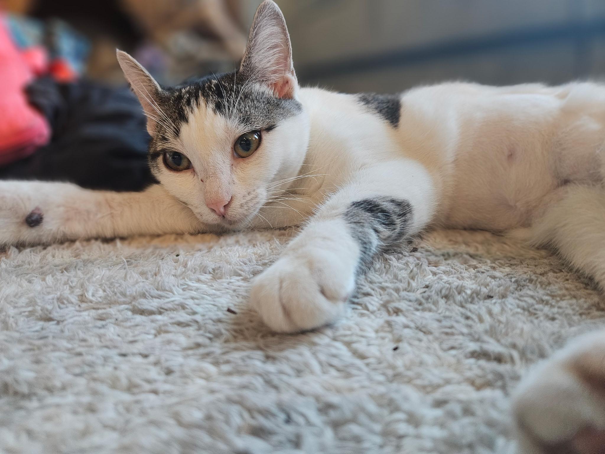 Maggie, Adopted, Kitten Female Domestic Short Hair.