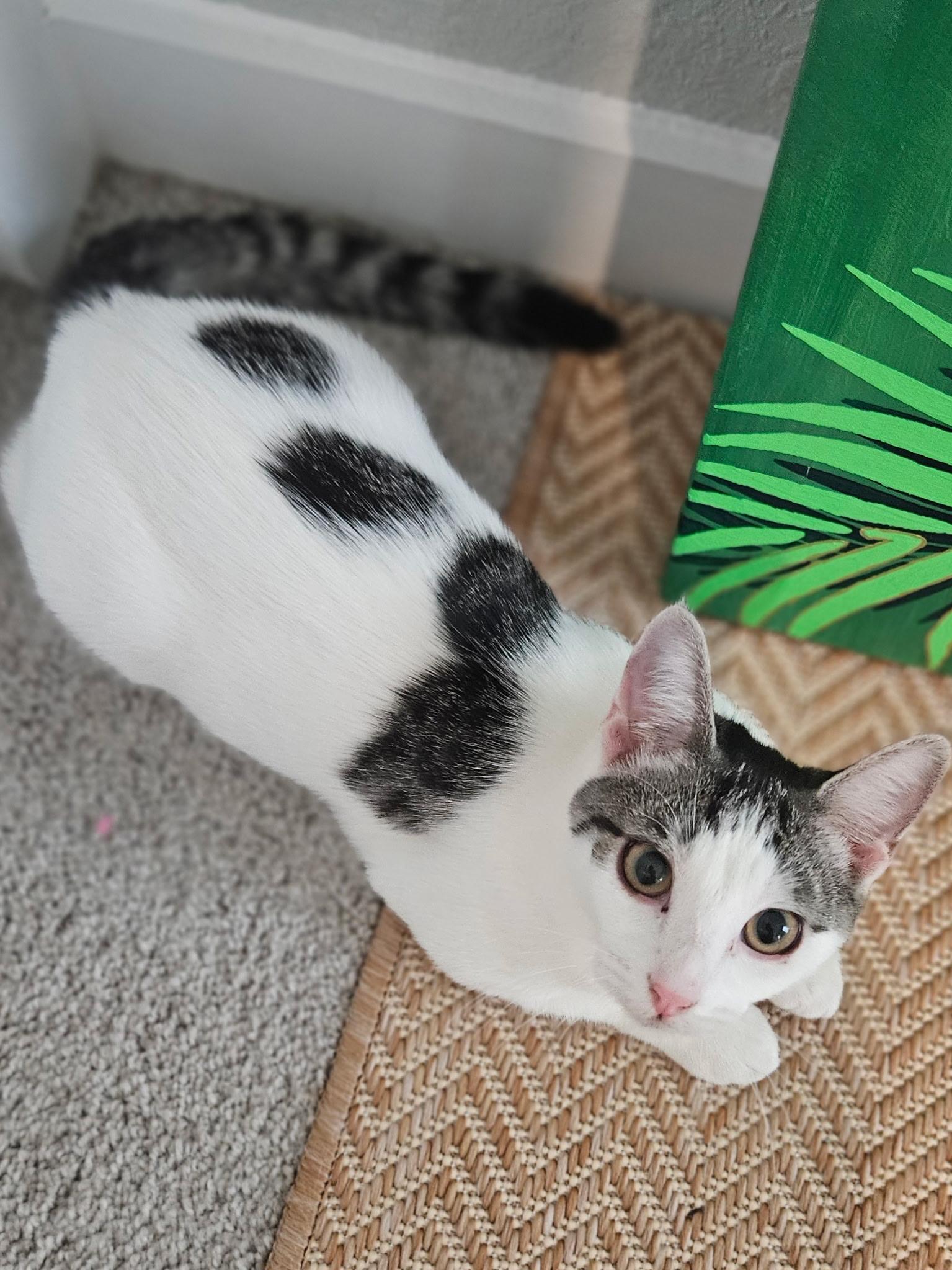 Enlarge Maggie, a Adopted Domestic Short Hair in Pearland, TX image 2/6