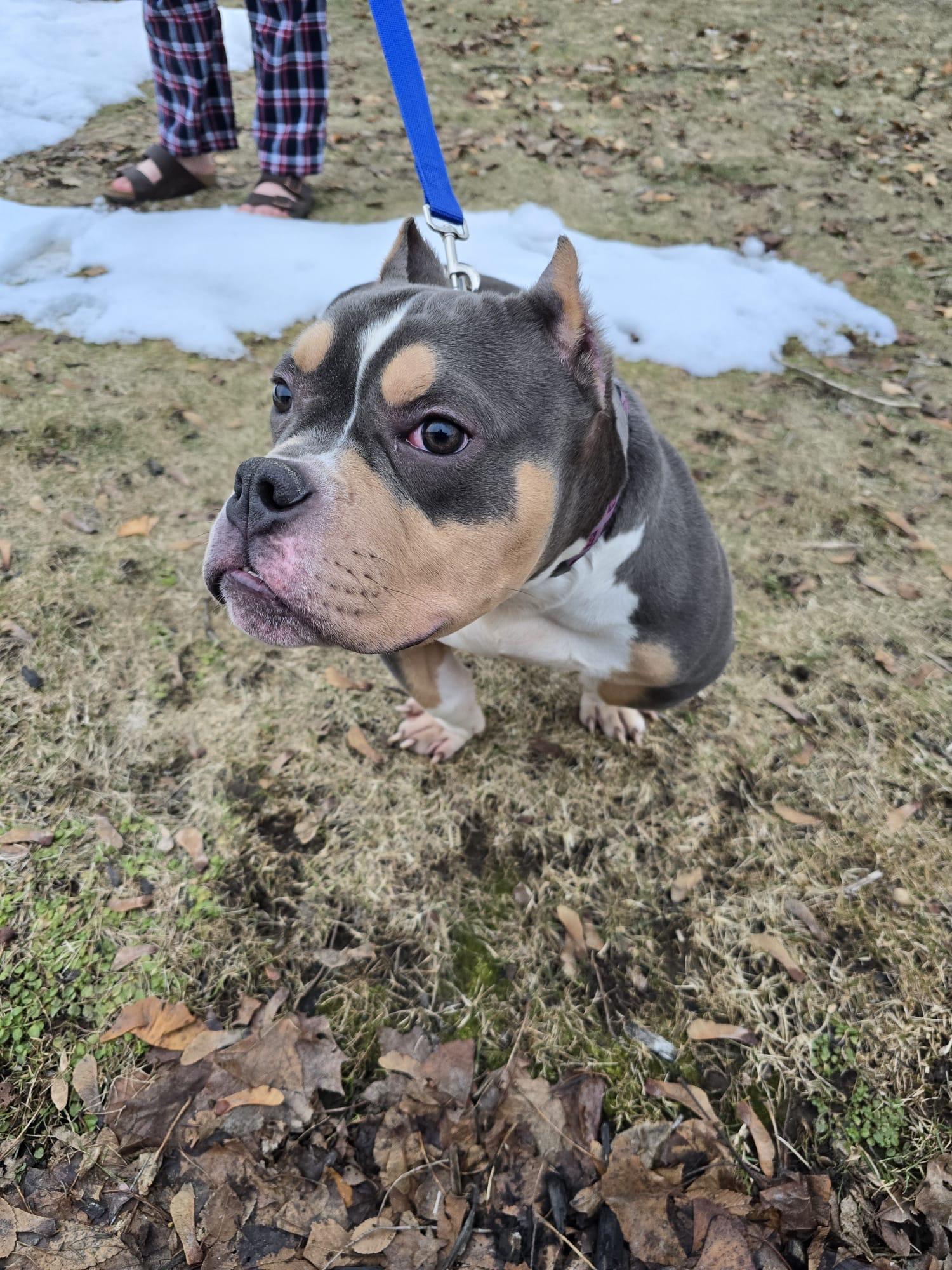 Hector, an adopted American Bully in Oakville, ON image 1/2