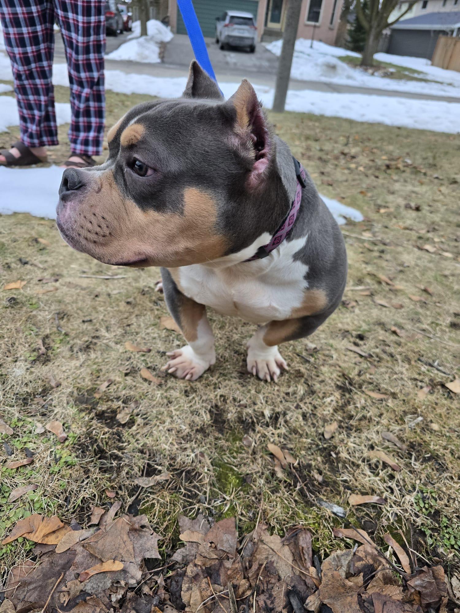 Hector, an adopted American Bully in Oakville, ON image 2/2