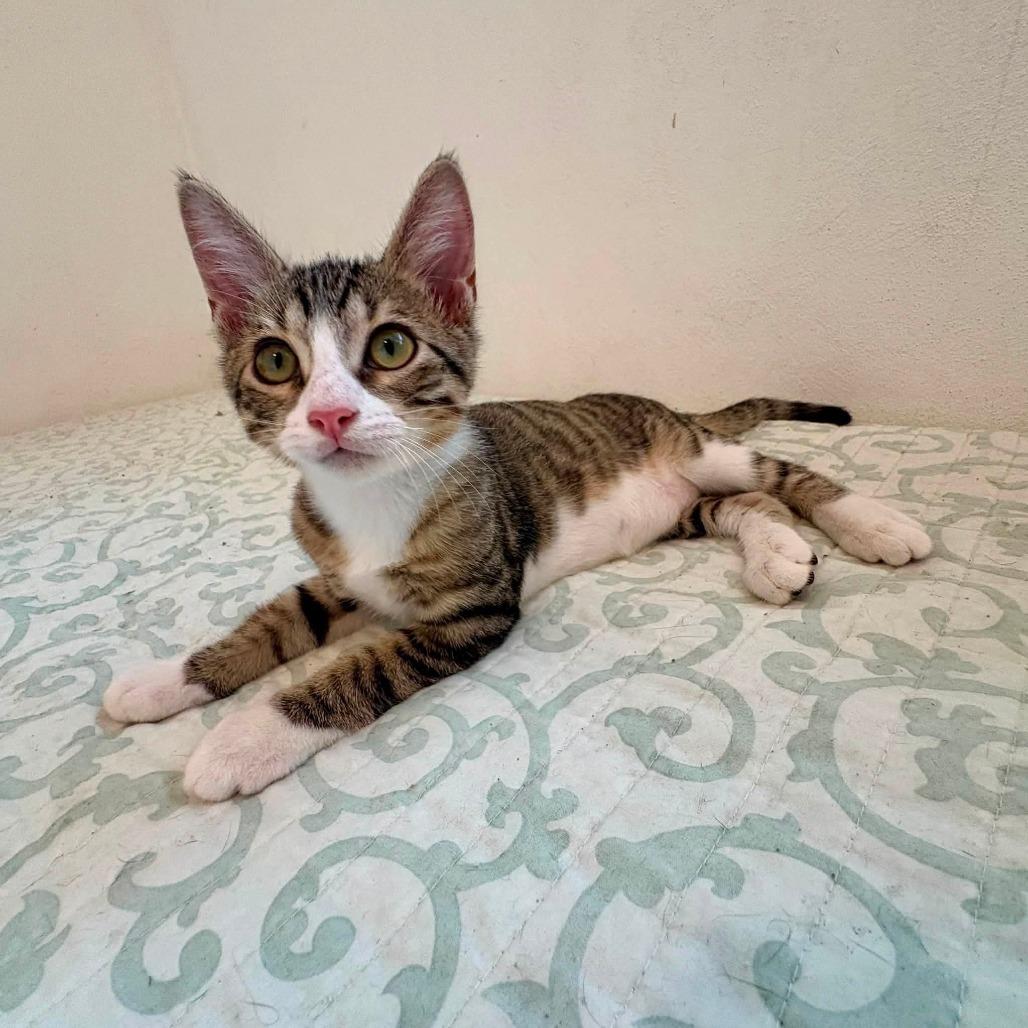 Enlarge Noah, a Adoptable Domestic Short Hair in Morristown, NJ image 1/3