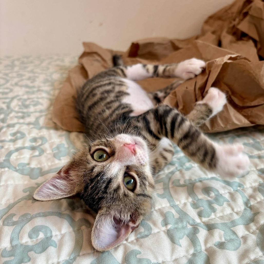 Enlarge Noah, a Adoptable Domestic Short Hair in Morristown, NJ image 2/3