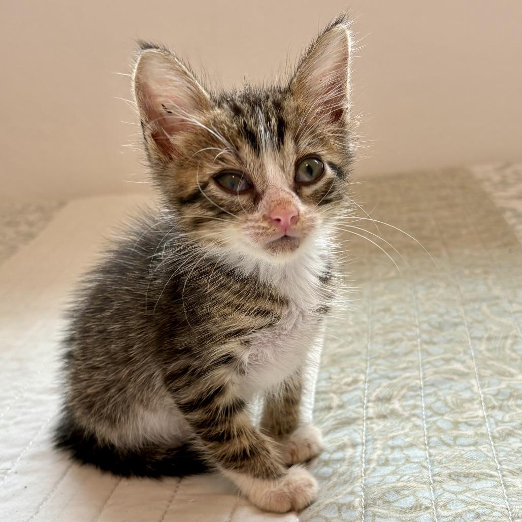 Noah, Adoptable, Kitten Male Domestic Short Hair.