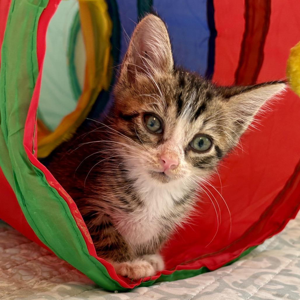 Noah, a Adoptable Domestic Short Hair in Morristown, NJ image 3/3