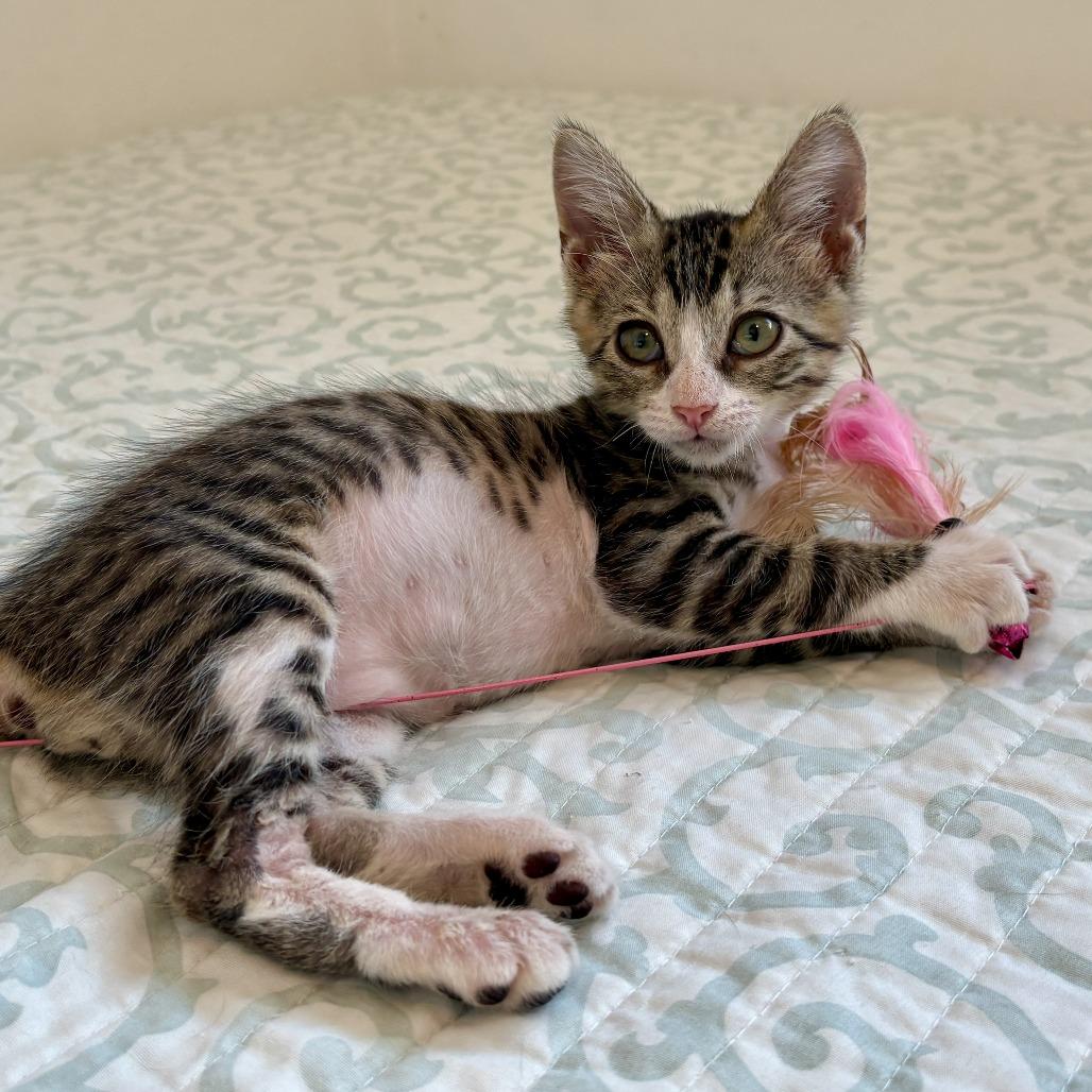 Noah, a Adoptable Domestic Short Hair in Morristown, NJ image 2/3