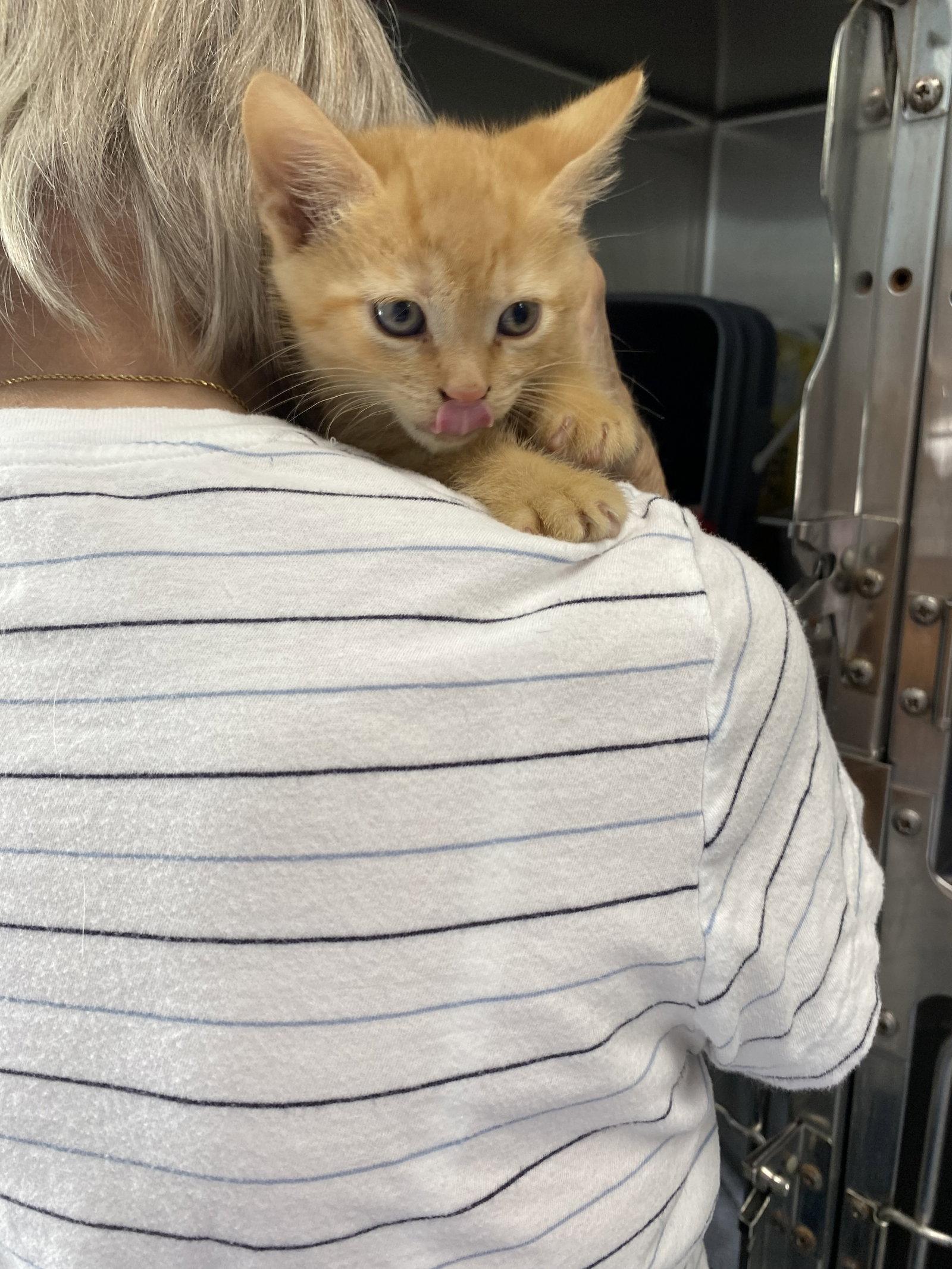 Costello - Not at the Shelter (Faith), Adopted, Kitten Male Domestic Short Hair.