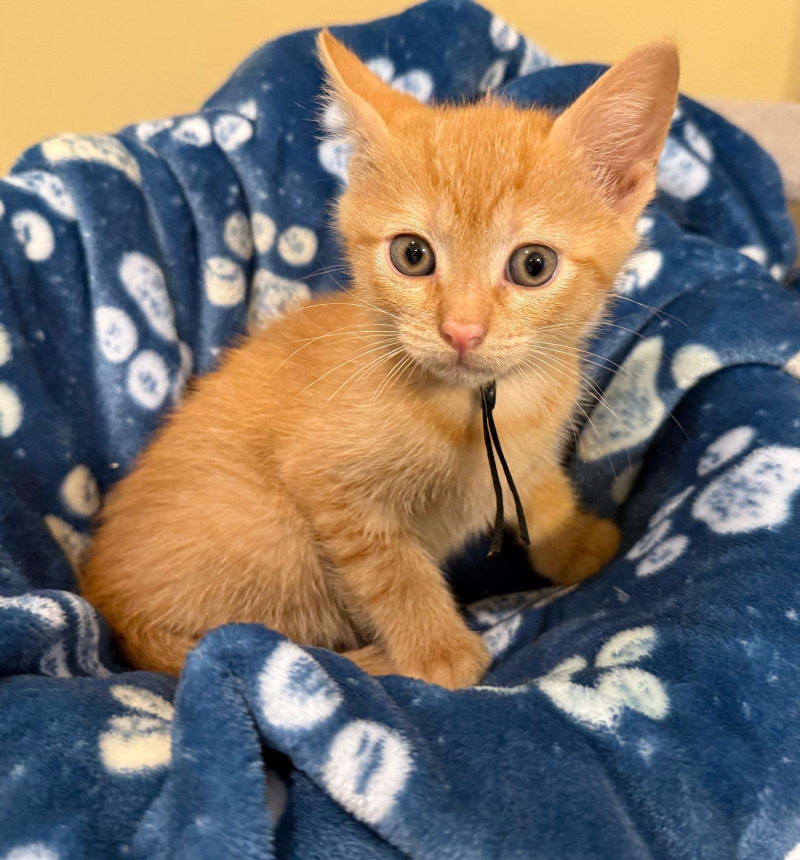 Enlarge Costello - Not at the Shelter (Faith), a Adopted Domestic Short Hair in Rustburg, VA image 2/2