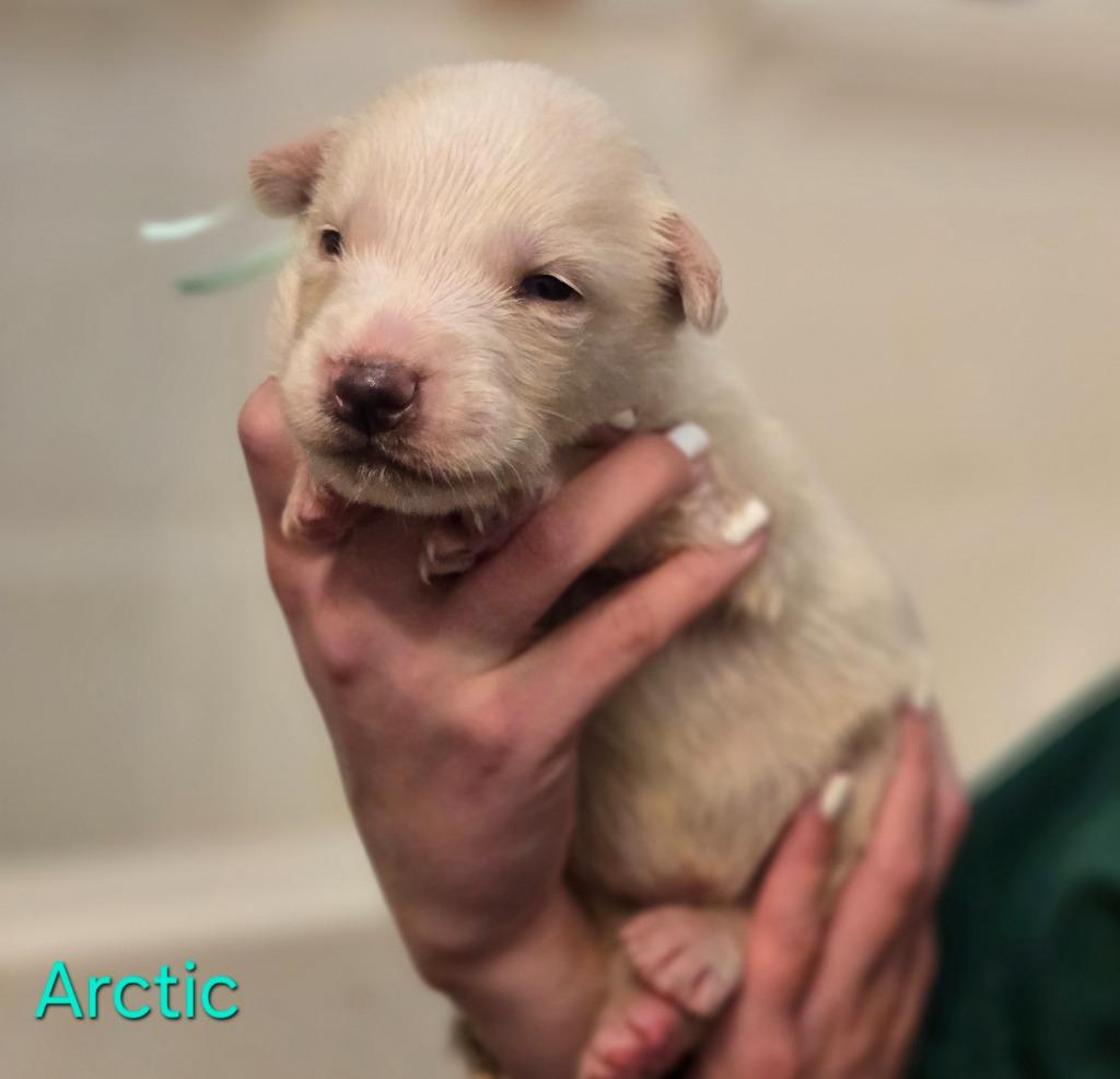 Arctic, Adoptable, Puppy Male Husky & German Shepherd Dog.