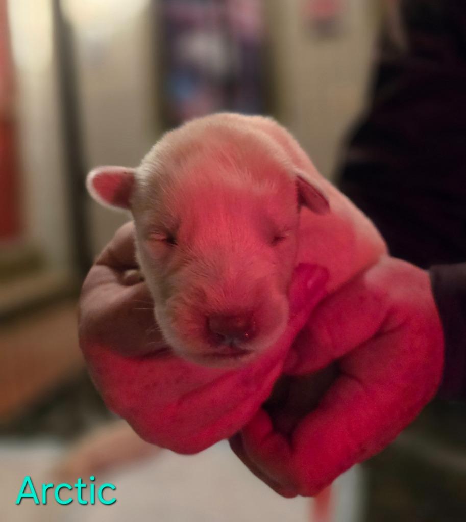 Enlarge Arctic, a Adoptable mixed breed in Viroqua, WI image 2/6