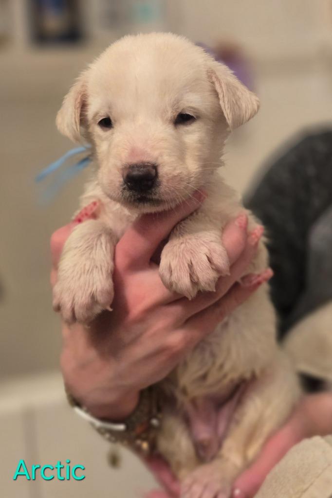Enlarge Arctic, a Adoptable mixed breed in Viroqua, WI image 3/6