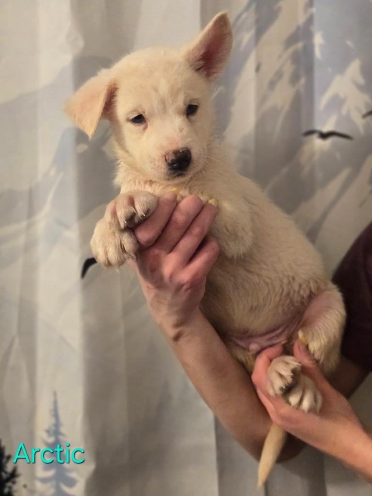 Enlarge Arctic, a Adoptable mixed breed in Viroqua, WI image 4/6
