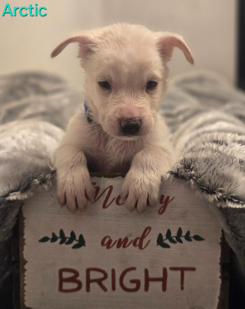 Enlarge Arctic, a Adoptable mixed breed in Viroqua, WI image 5/6