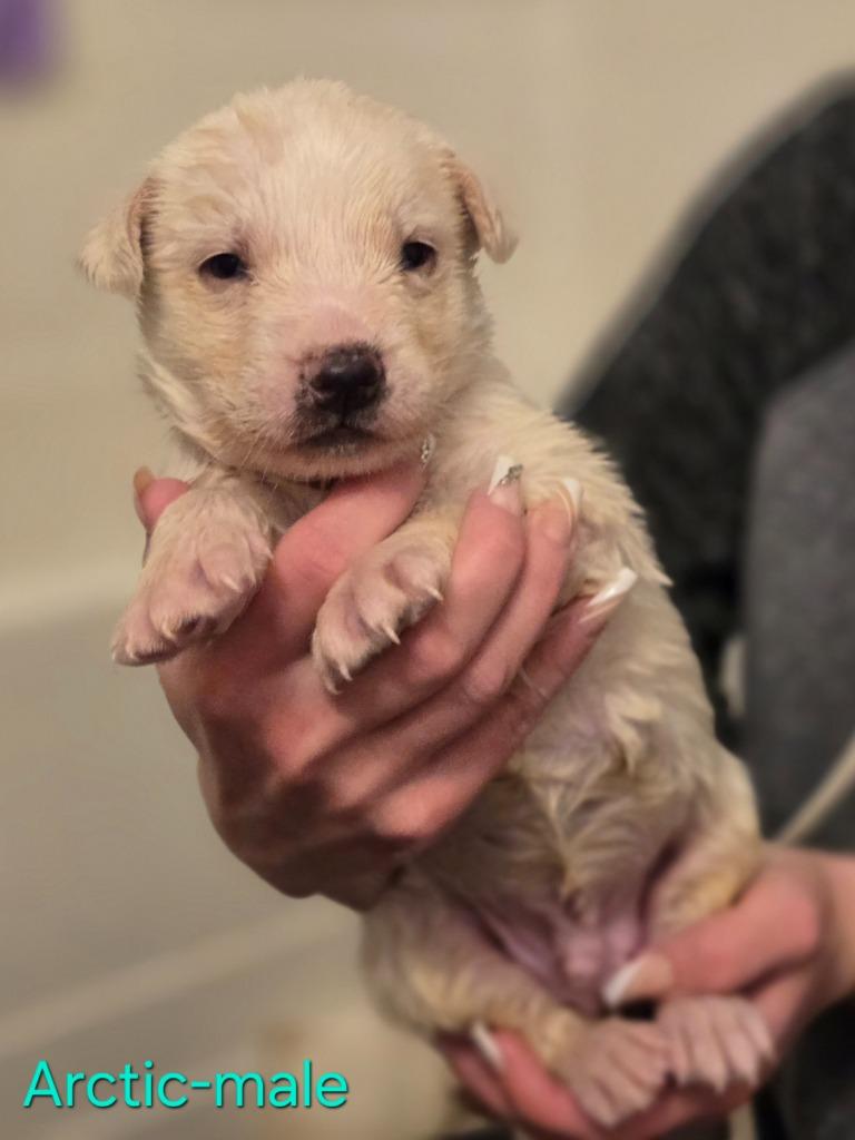 Enlarge Arctic, a Adoptable mixed breed in Viroqua, WI image 6/6