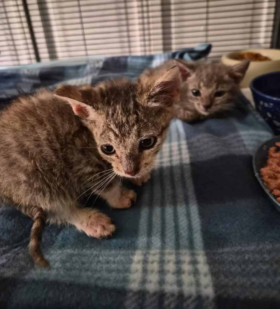 Enlarge Ernesto, a Adoptable mixed breed in Tulsa, OK image 1/5