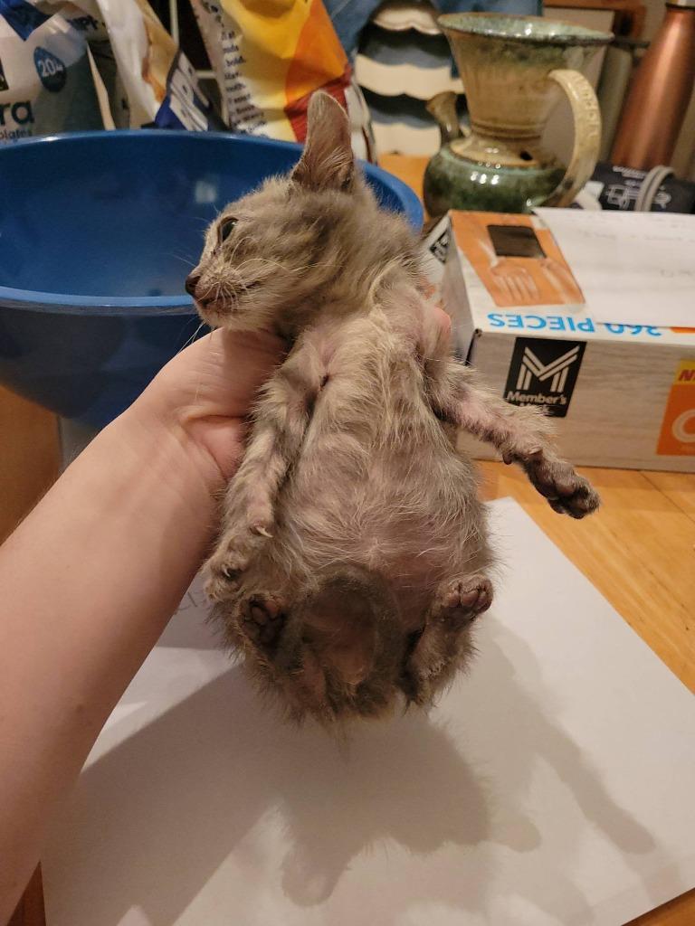 Enlarge Ernesto, a Adoptable mixed breed in Tulsa, OK image 2/5