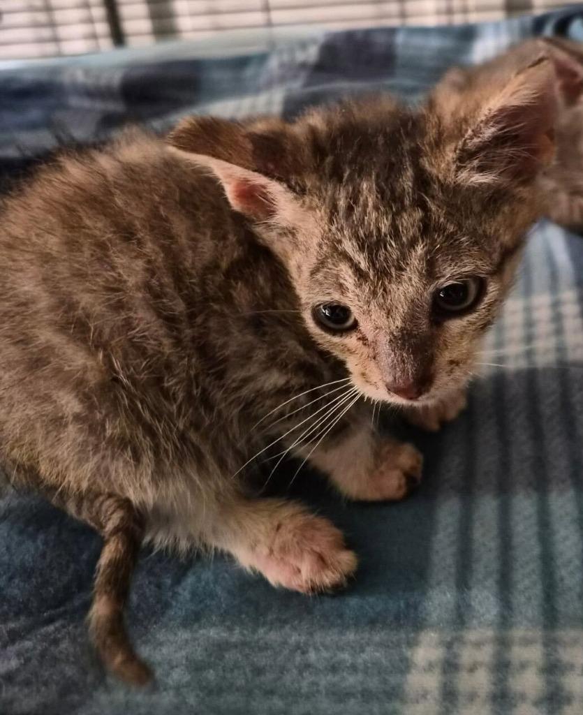 Enlarge Ernesto, a Adoptable mixed breed in Tulsa, OK image 3/5