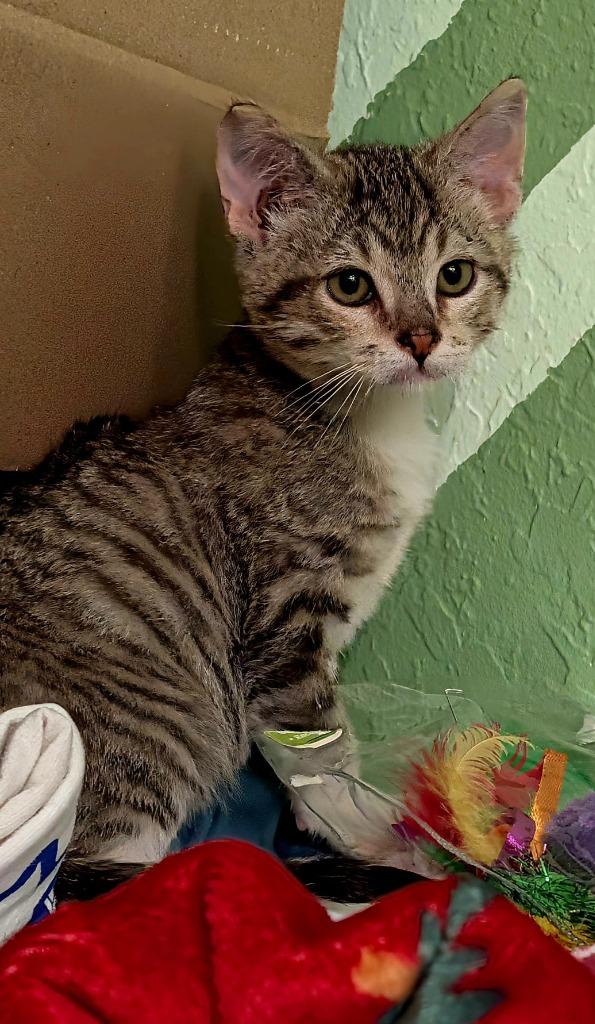 Enlarge Ernesto, a Adoptable mixed breed in Tulsa, OK image 5/5