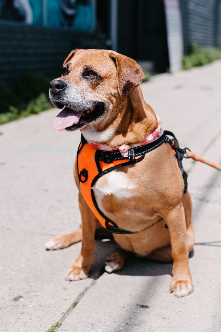 Arya...into into the Stars!!, Adoptable, Adult Female Boxer & Rhodesian Ridgeback.