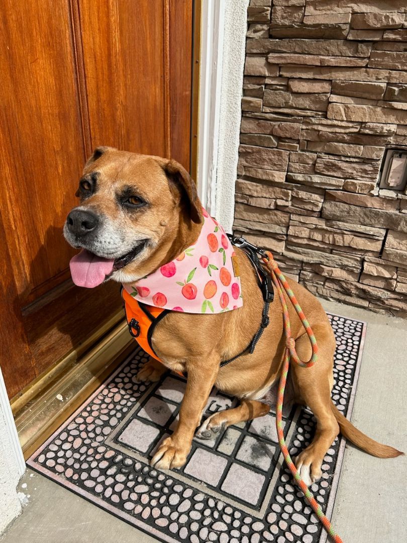 Enlarge Arya...into into the Stars!!, a Adoptable mixed breed in Manhattan Beach, CA image 3/4