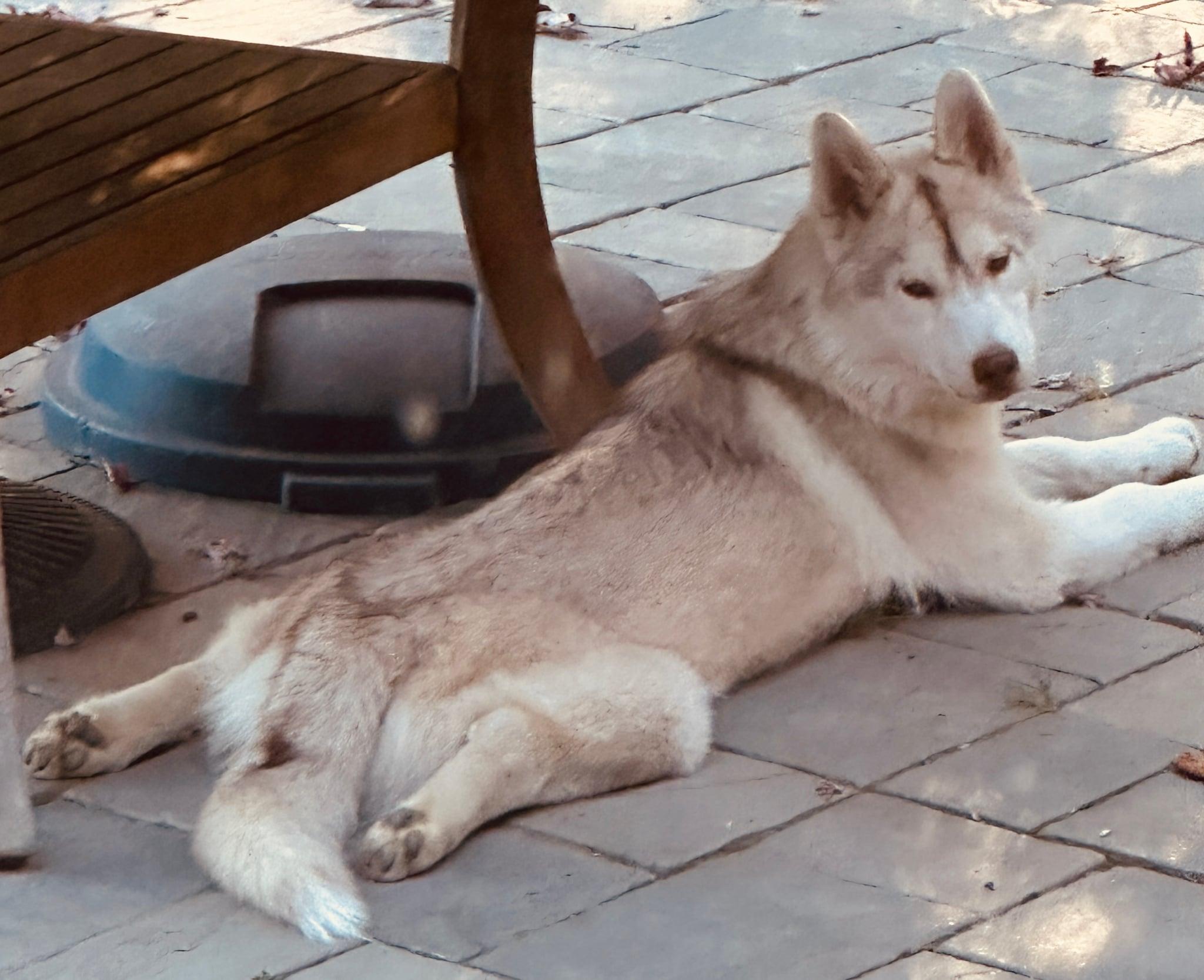 Enlarge Dusty, a Adopted Siberian Husky in Seville, OH image 1/3