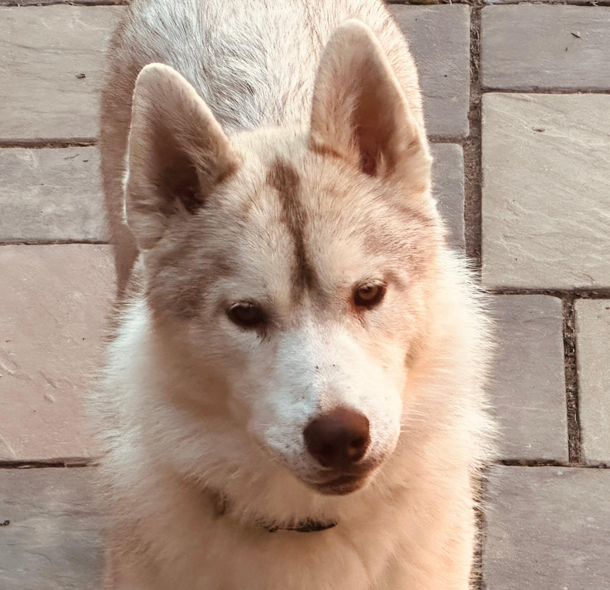 Enlarge Dusty, a Adopted Siberian Husky in Seville, OH image 2/3