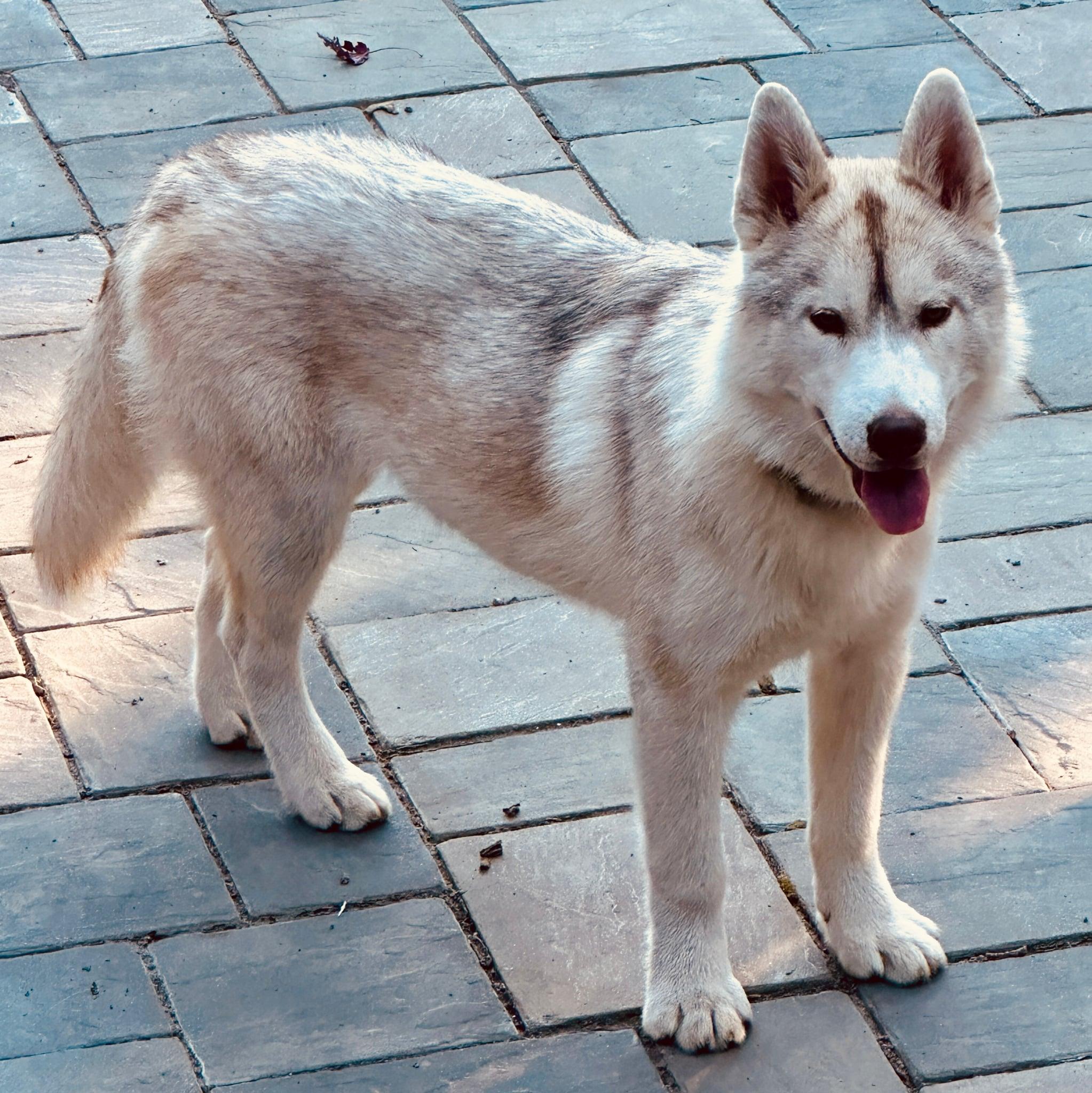 Enlarge Dusty, a Adopted Siberian Husky in Seville, OH image 3/3