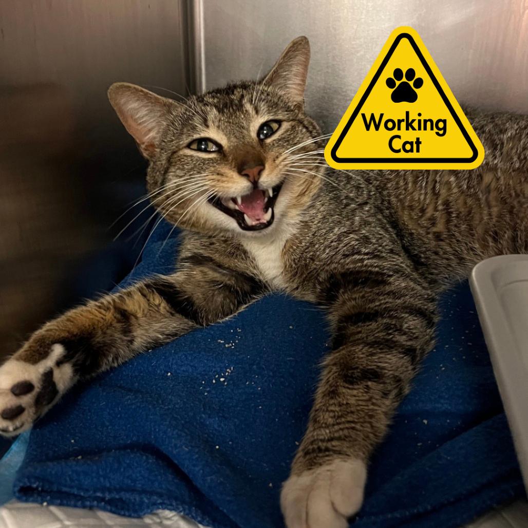 Sherlock - Working Cat, Adoptable, Young Male Domestic Short Hair.