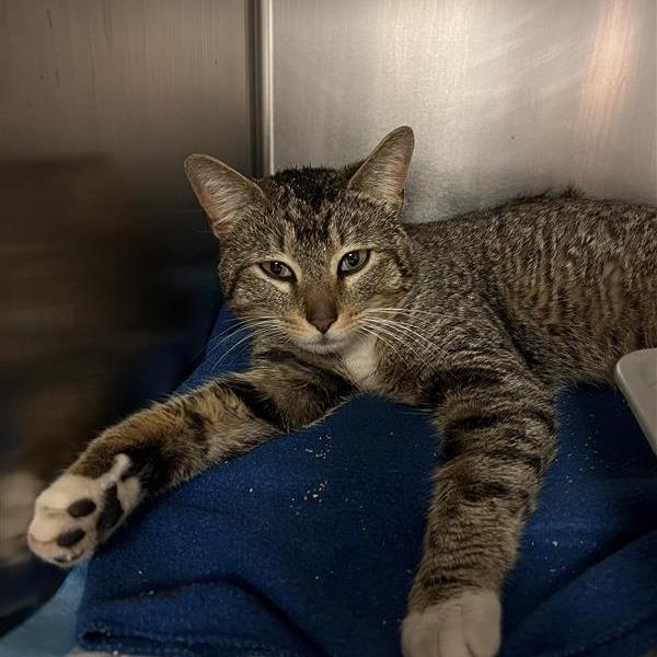 Enlarge Sherlock - Working Cat, a Adoptable Domestic Short Hair in Baltimore, MD image 2/2