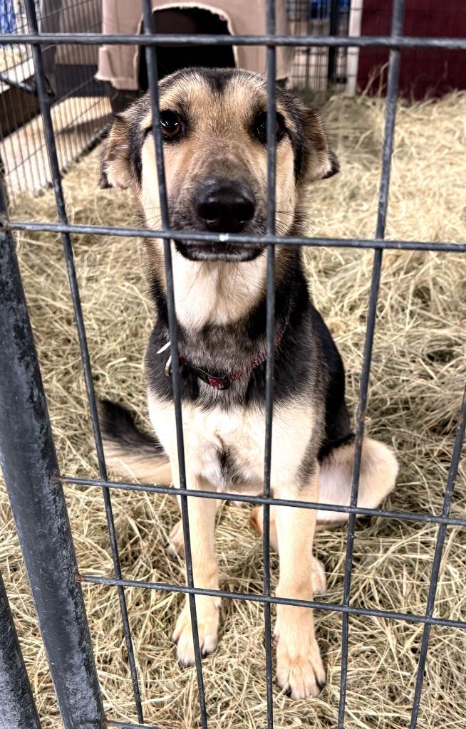 Wynona, Adopted, Young Female Shepherd & Mixed Breed.
