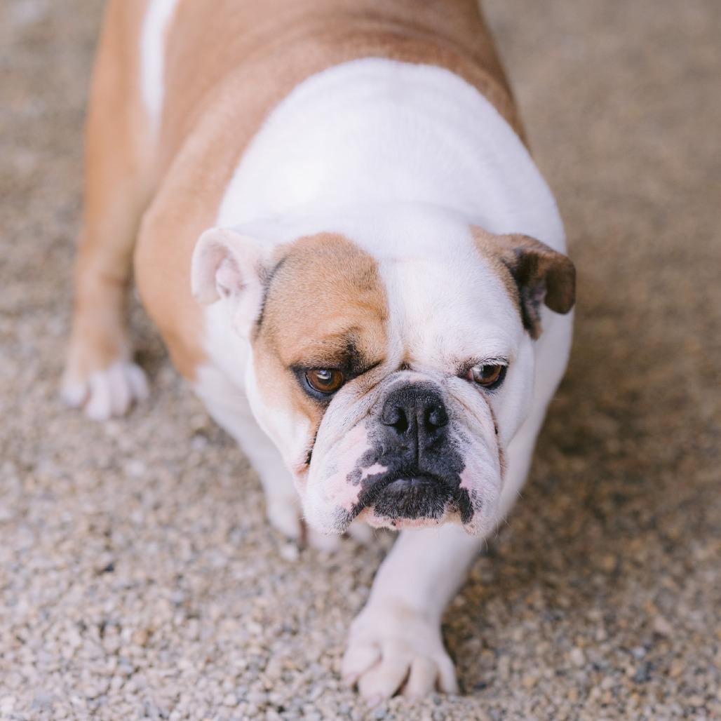 Enlarge Shadow, a ADOPTABLE English Bulldog in Zionsville, IN image 1/1