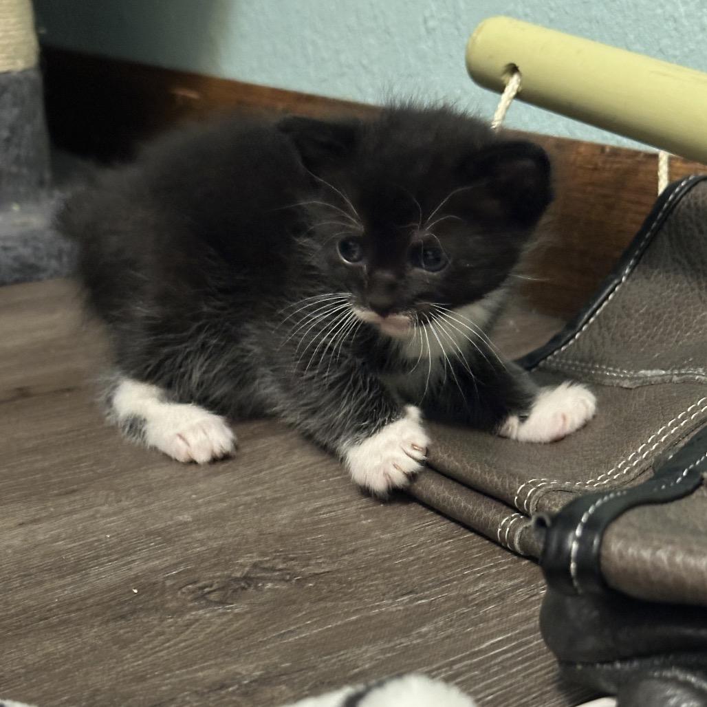 Enlarge Eden, a Adoptable Domestic Short Hair in Bismarck, ND image 2/6