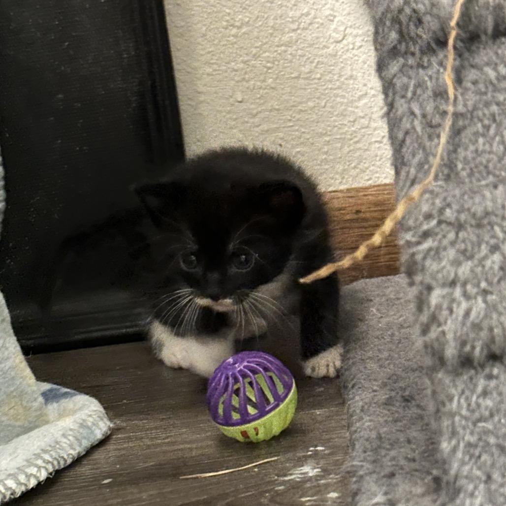 Enlarge Eden, a Adoptable Domestic Short Hair in Bismarck, ND image 3/6