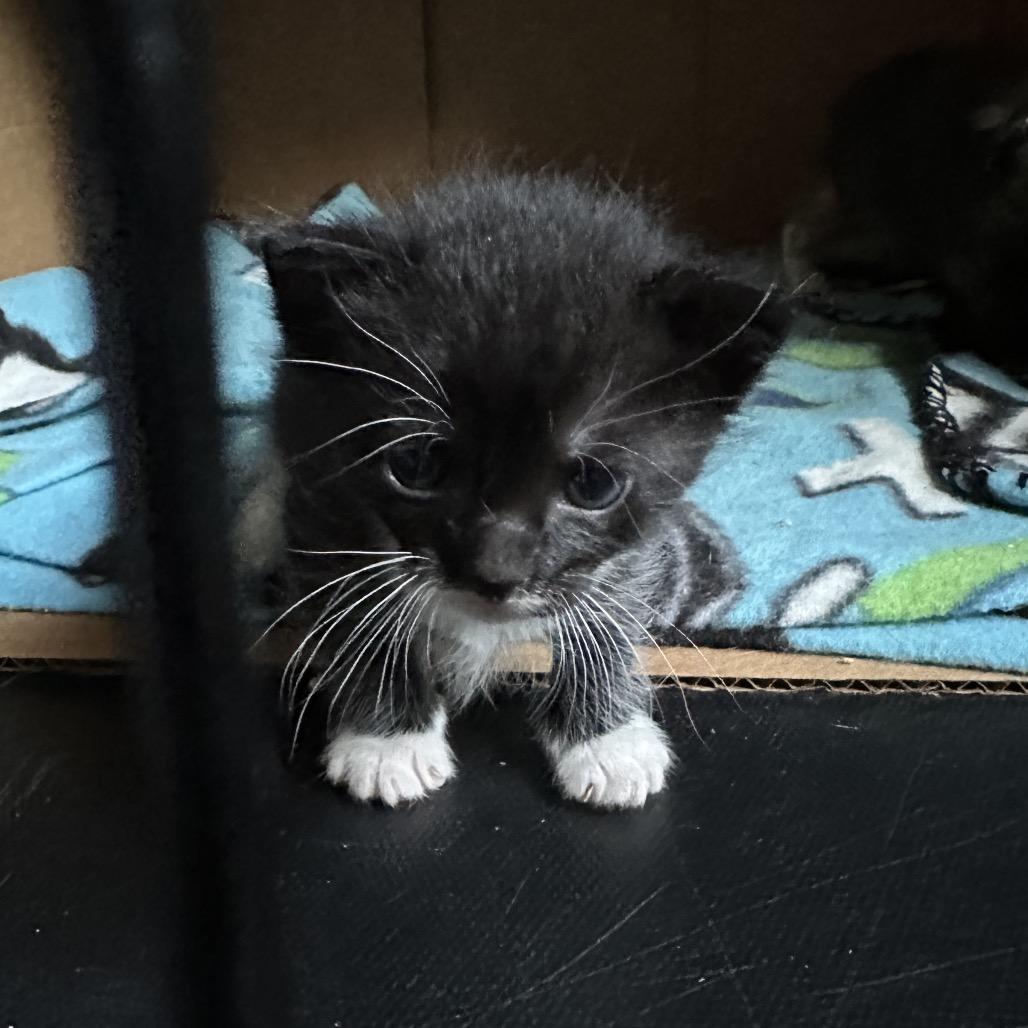 Enlarge Eden, a Adoptable Domestic Short Hair in Bismarck, ND image 4/6