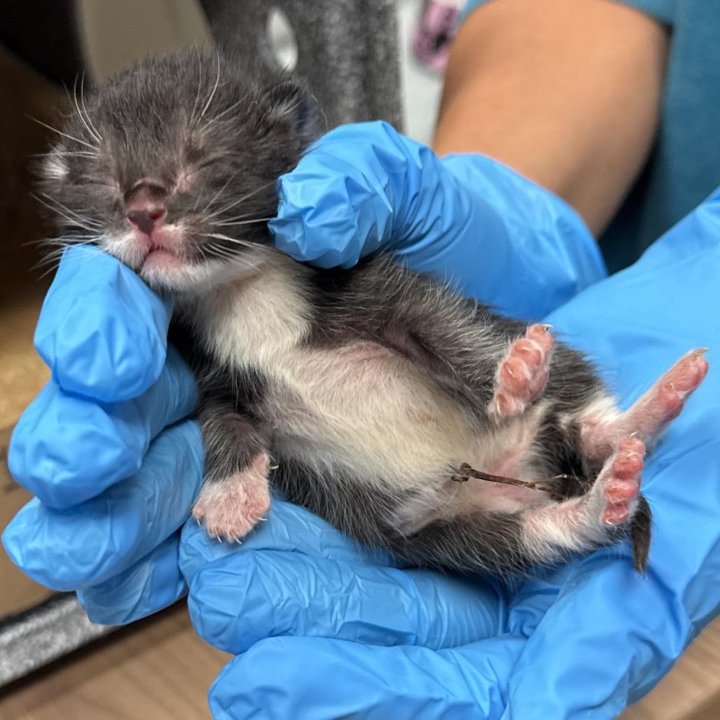 Enlarge Eden, a Adoptable Domestic Short Hair in Bismarck, ND image 5/6