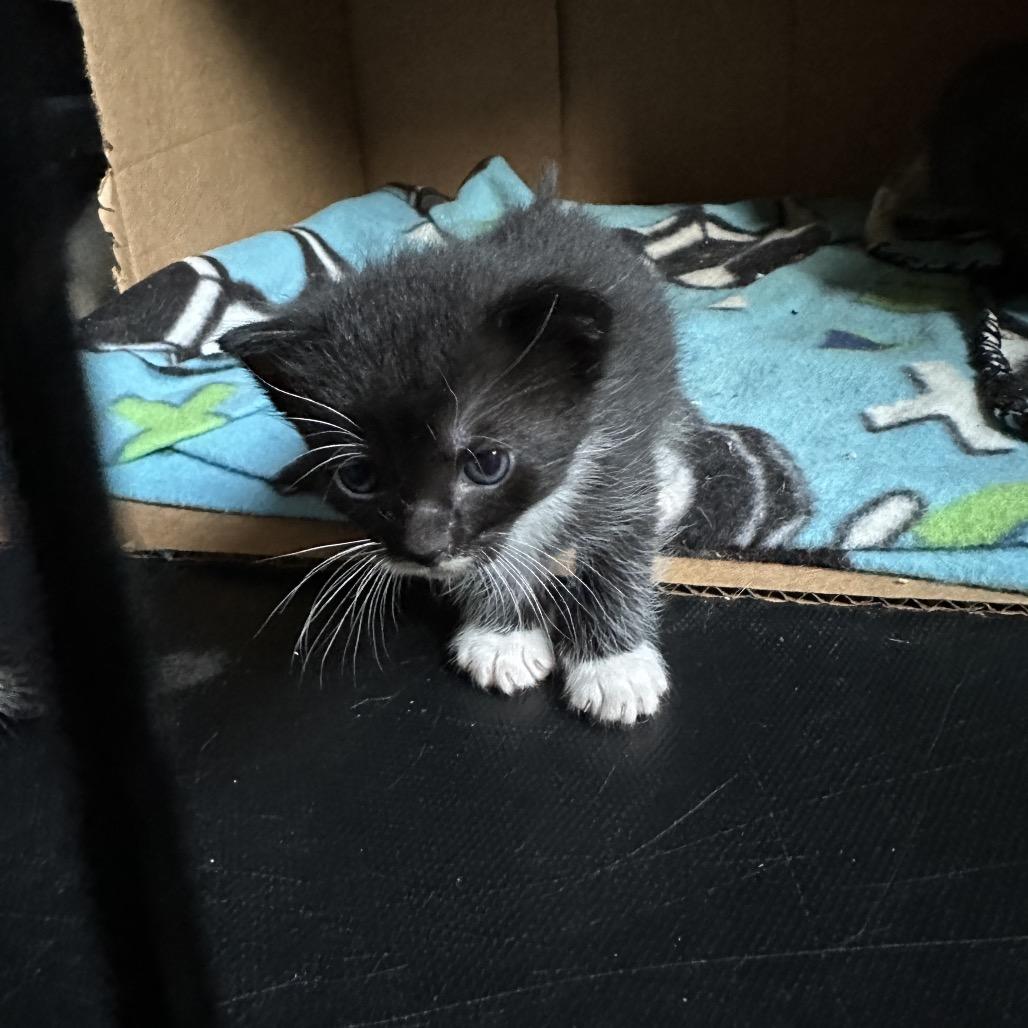 Enlarge Eden, a Adoptable Domestic Short Hair in Bismarck, ND image 6/6