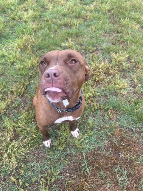 JUMANJI, Adoptable, Young Female Pit Bull Terrier.